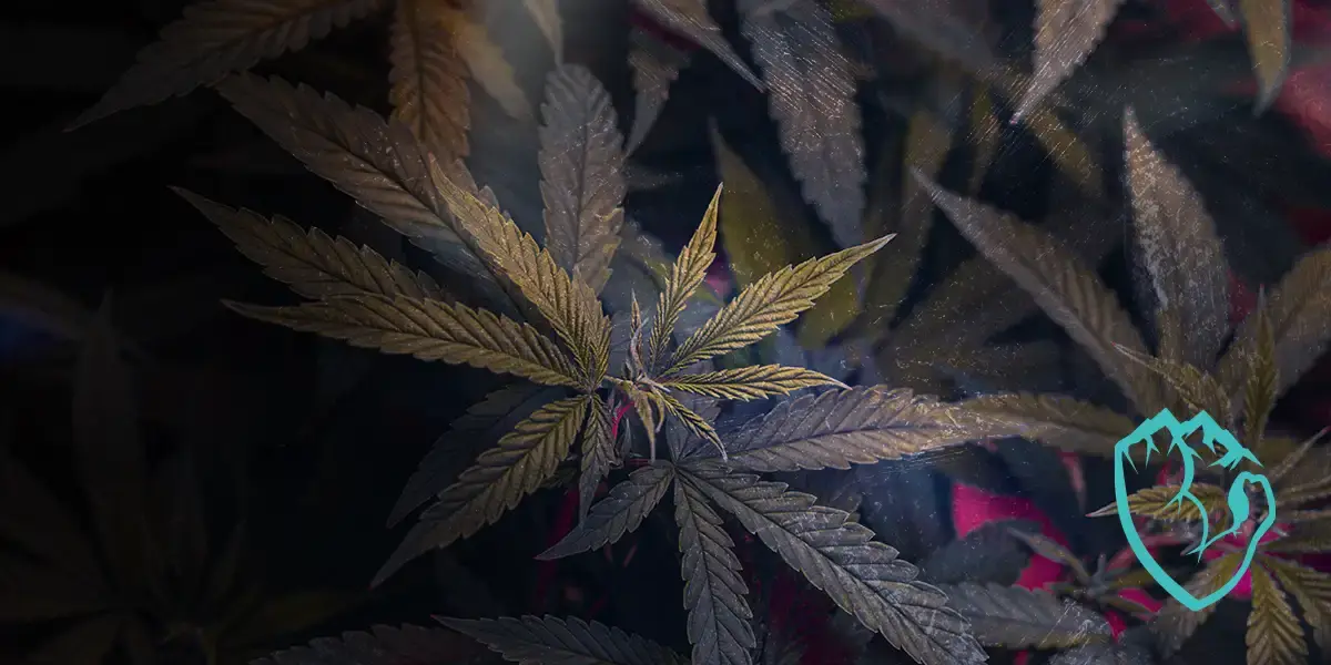 What are Cannabis, Uses, Where to Buy | Iron Mountain Labz