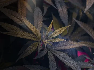 What are Cannabis, Uses, Where to Buy | Iron Mountain Labz